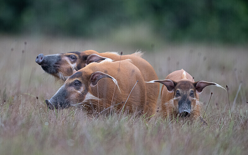 Red river hogs - Loango national park (Gabon 2024)