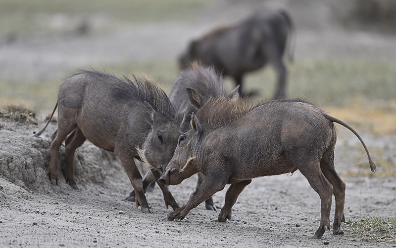 Warthogs - Serengeti N.P. and N'Gorongoro Tanzania 2018