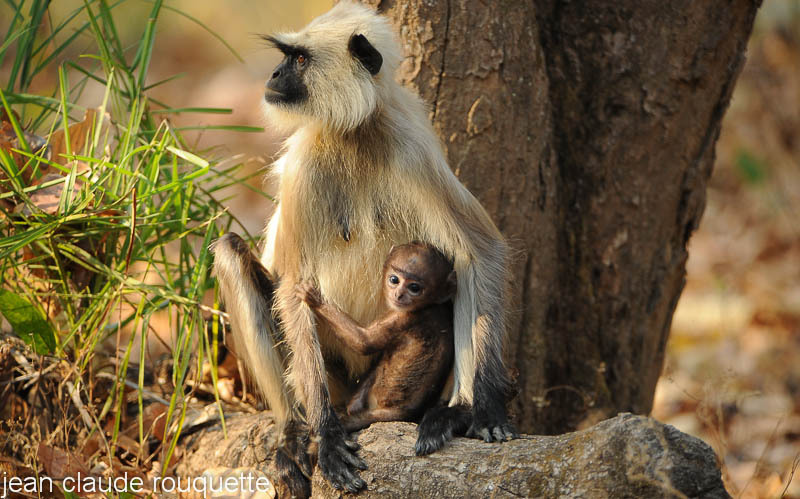 Mother langur and cub. - Kanha and Corbet national parks (India 2011)