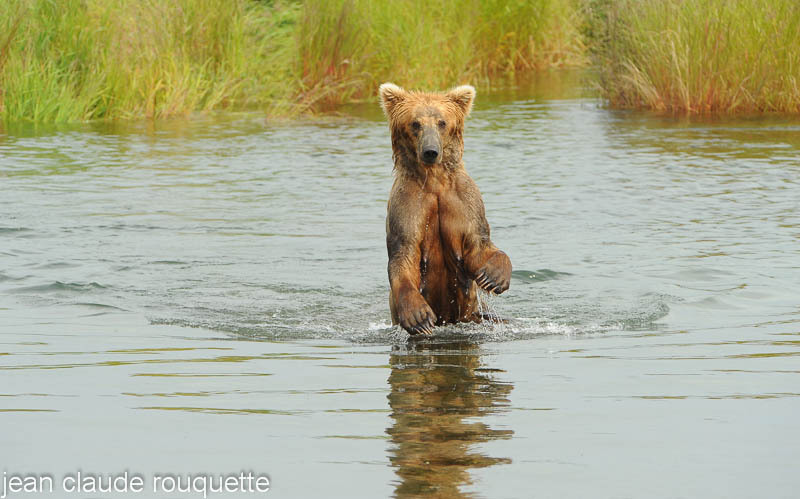 Amelia is crossing the river looking for salmons - Katmaï National Park ( Alaska 2010)