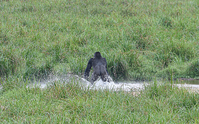 Silver back crossing the river in Langoué baï - Ivindo national park (Gabon 2024)