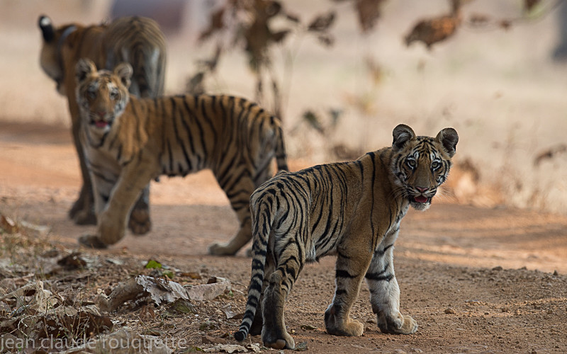  - Tadoba national park 2017
