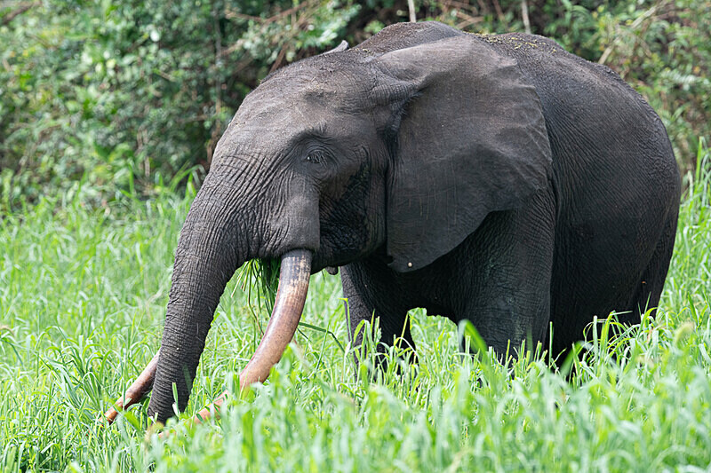  - Loango national park (Gabon 2024)