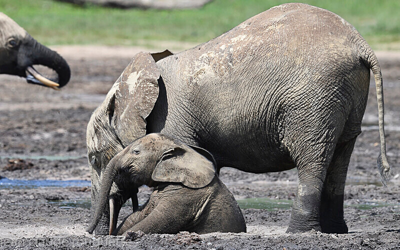  - Dzanga Sangha National Park (République Centrafricaine) 2019