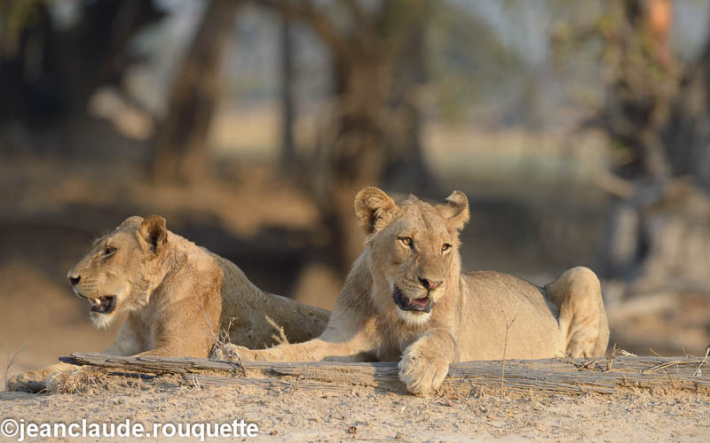 Two brothers - South Luangwa 2014 (Zambia)