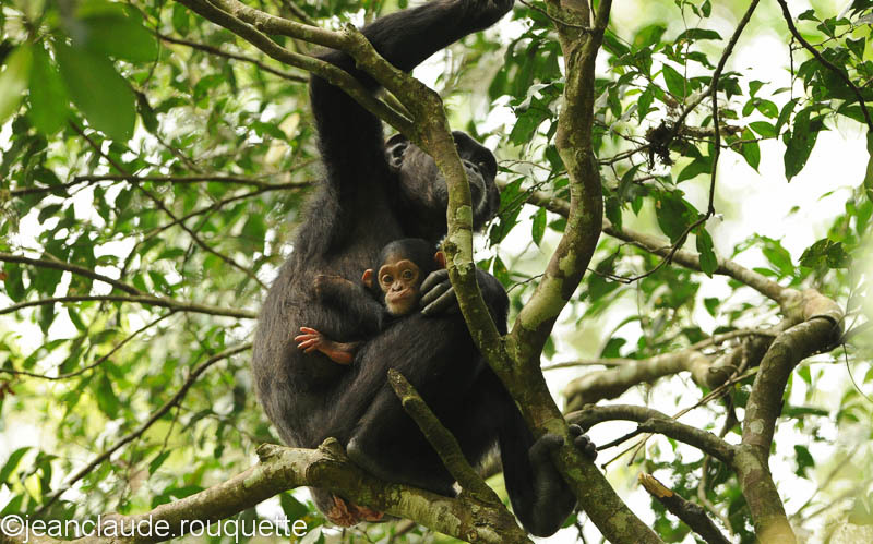 Mother and child. - Kibale N.P. Uganda 2012