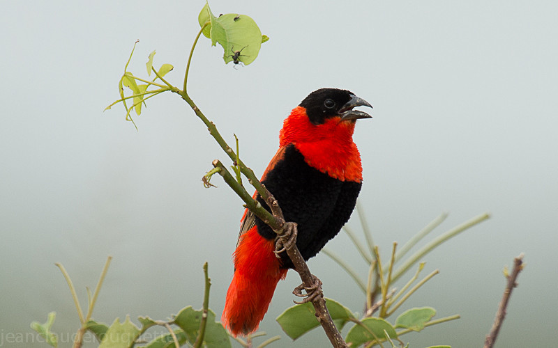 Murchison - Uganda 2016