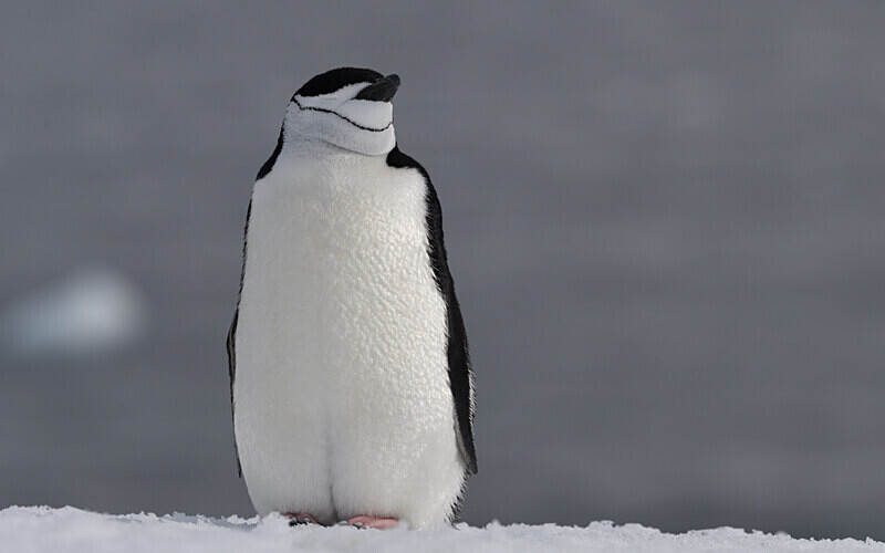 - Ushuaïa Malvinas South Georgia Antartica Peninsula