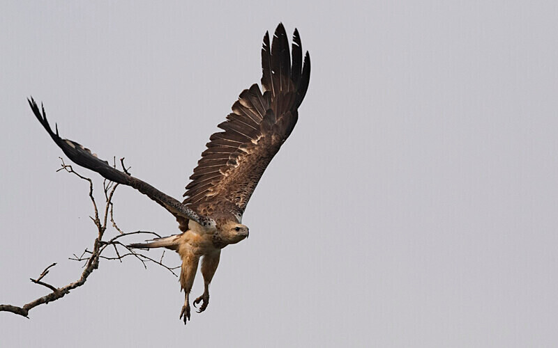 White-bellied Sea Eagle - Sundarban National Park North East India February 2025