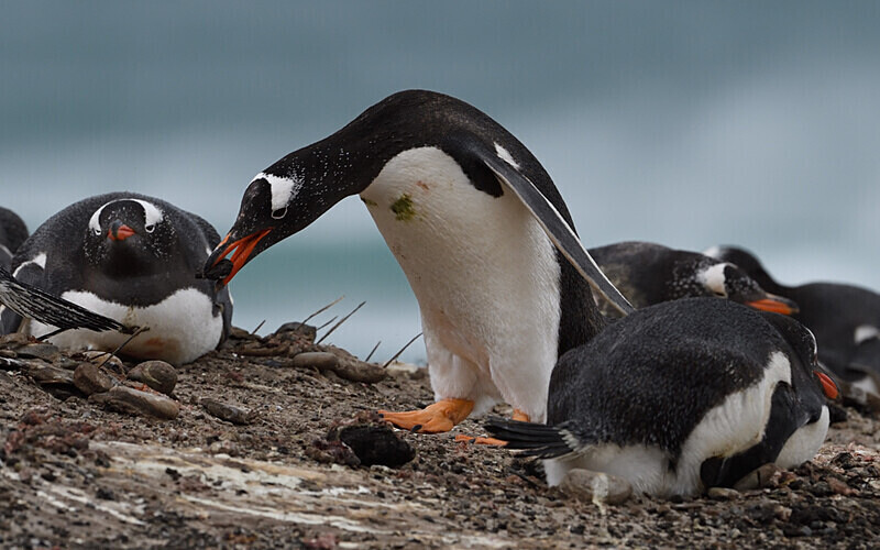  - Ushuaïa Malvinas South Georgia Antartica Peninsula