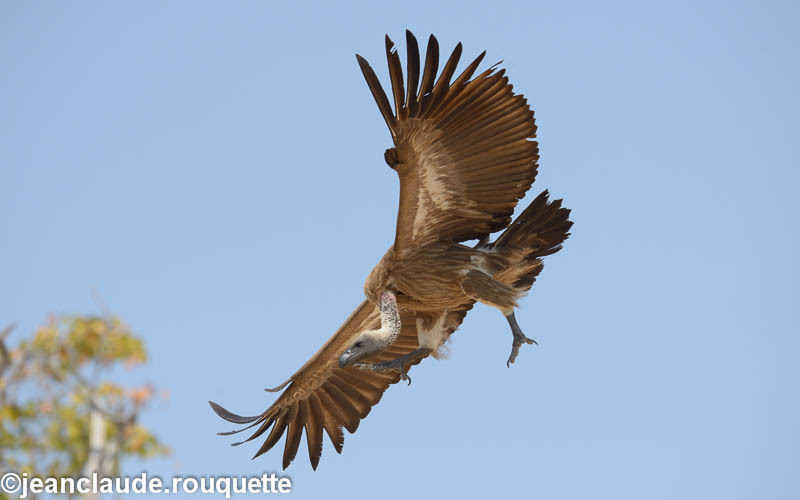 White-backed vulture - South Luangwa 2014 (Zambia)