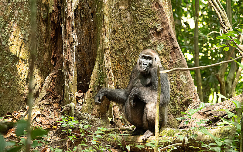 Silver back - Loango national park (Gabon 2024)