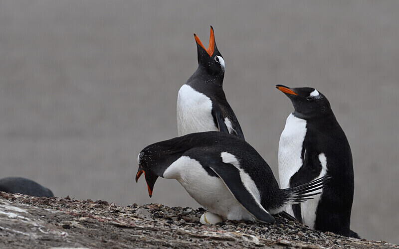 Gentoo Penguins - Ushuaïa Malvinas South Georgia Antartica Peninsula