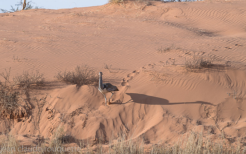 Kori bustard - Kgalagadi transfrontier park (2017)