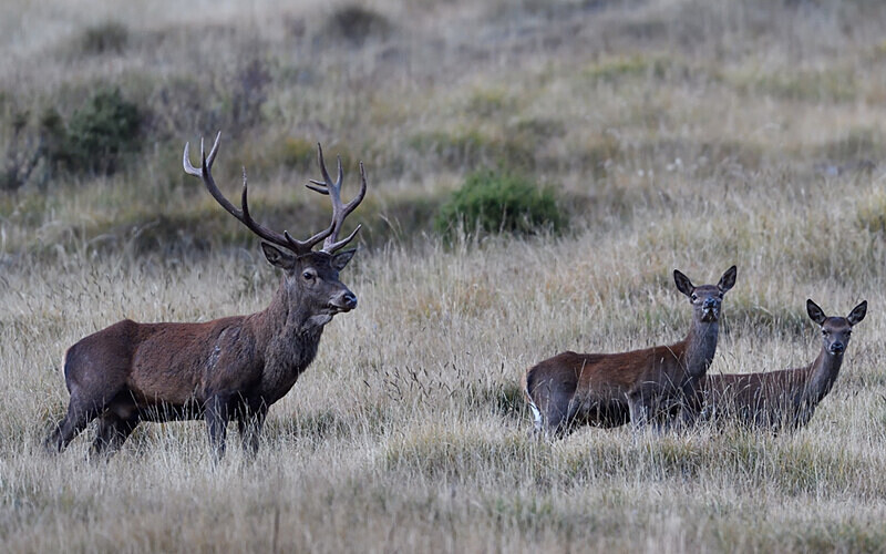Cerf et biches - Alpes 2021-2022 Gypaètes et Cerfs