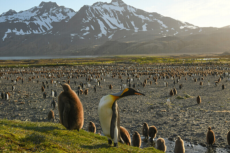  - Ushuaïa Malvinas South Georgia Antartica Peninsula