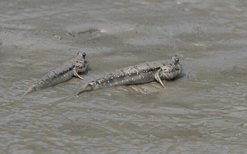 Periophtalme - Sundarban National Park North East India February 2025