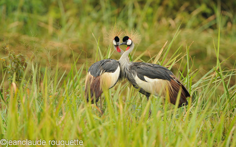Crown Cranes in love! - Mabamba swamp and M'Buro N.P. (Uganda 2012)