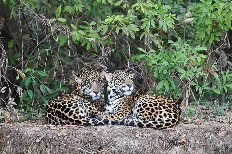 - Pantanal 2018 Porto Jofré
