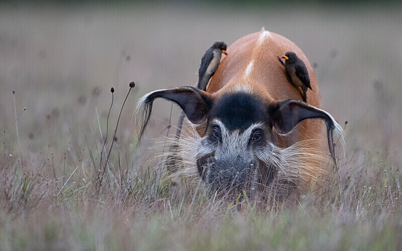 Red river hog - Loango national park (Gabon 2024)
