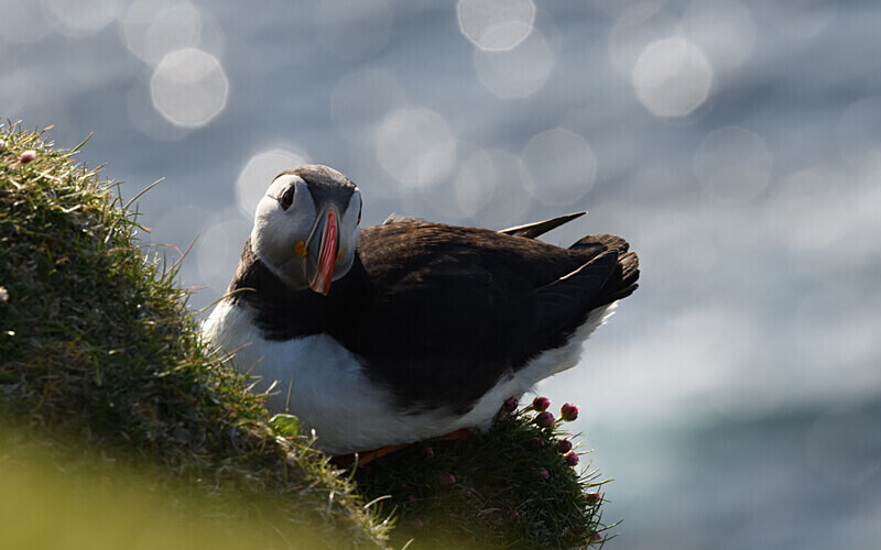 Herma Ness - Shetlands and Cairngorn national park (Scotland)