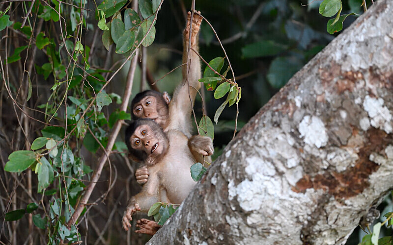 Kinabatangan river - Sabah avril 2024 Borneo Malaisie