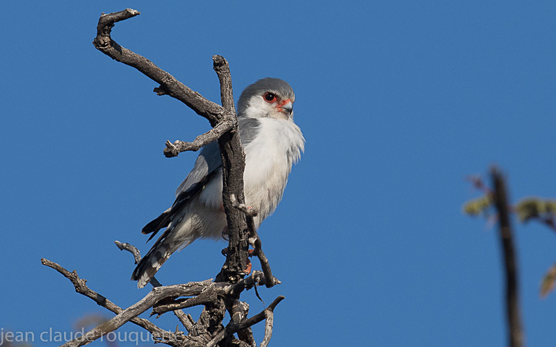 Pygmy Falcon - Kgalagadi transfrontier park (2017)