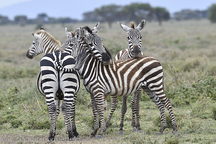  - Serengeti N.P. and N'Gorongoro Tanzania 2018