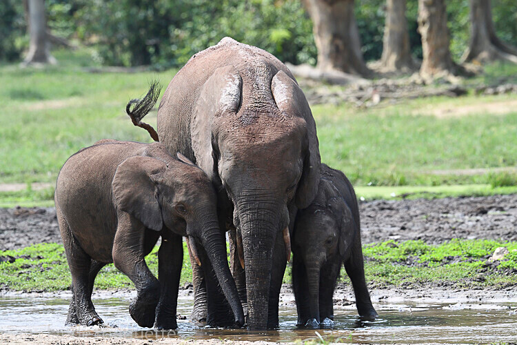  - Dzanga Sangha National Park (République Centrafricaine) 2019