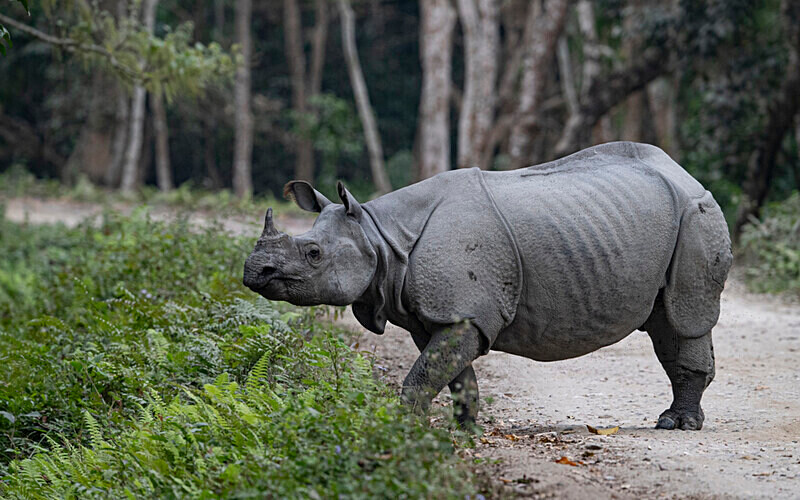 Rhino - Kaziranga National Park Noth East India 2025