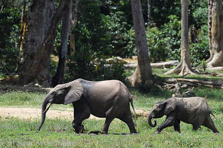  - Dzanga Sangha National Park (République Centrafricaine) 2019