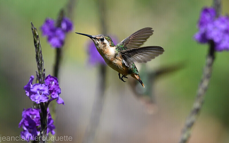 White-Bellied Woodstar Female - Huembo lodge  2022 Colibris du Pérou