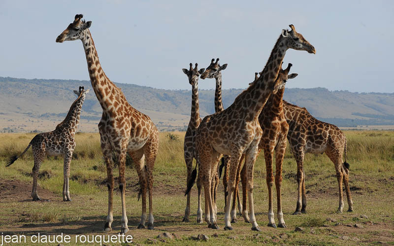 Giraffes. - Masai mara 2009 oloololo gate (Kenya 2009)
