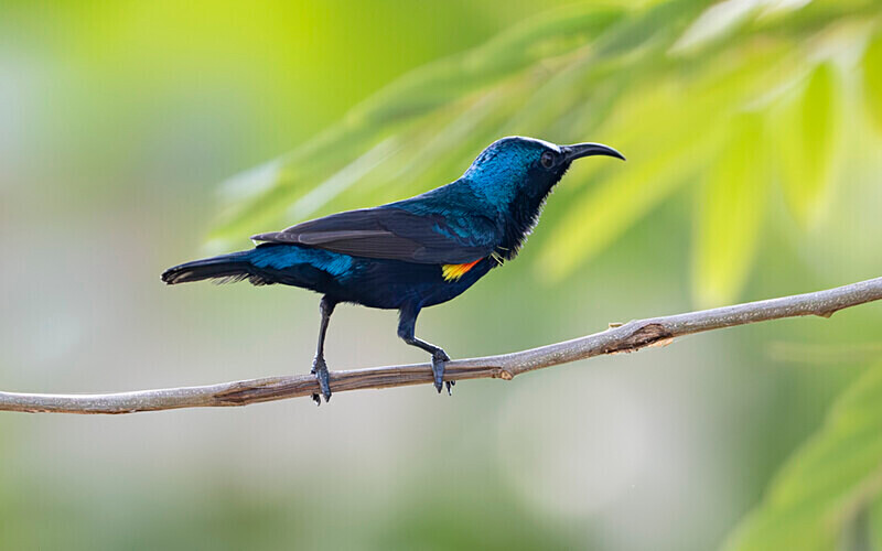 Purple Sunbird - Sundarban National Park North East India February 2025