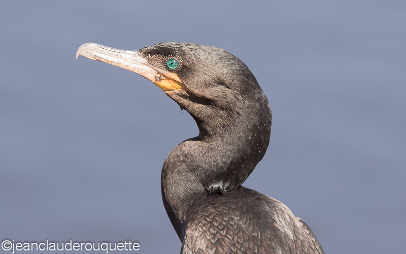 Neotropical cormorant - Pantanal Brazil 2015