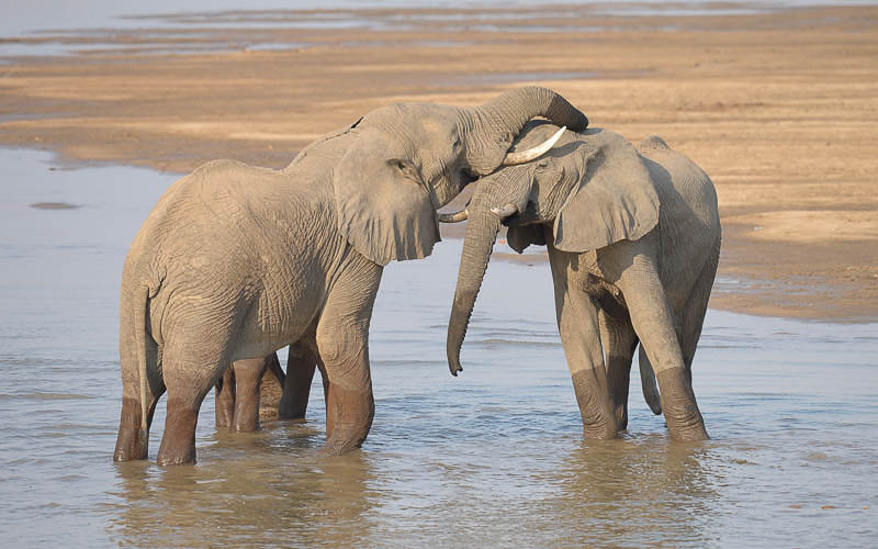  - South Luangwa N.P. Zambia 2013
