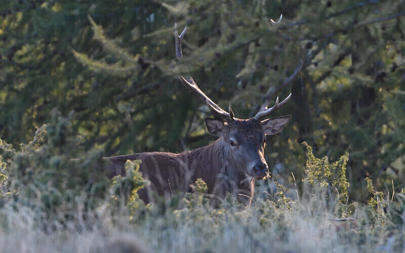 Cref - Alpes 2021-2022 Gypaètes et Cerfs