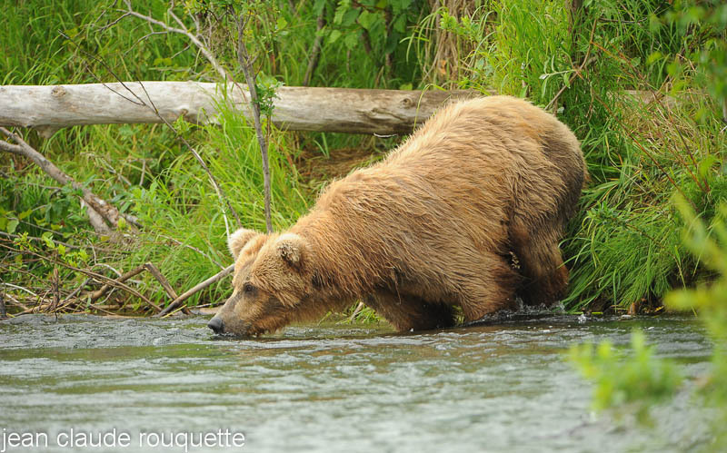 Before jumping for salmon - Katmaï National Park ( Alaska 2010)