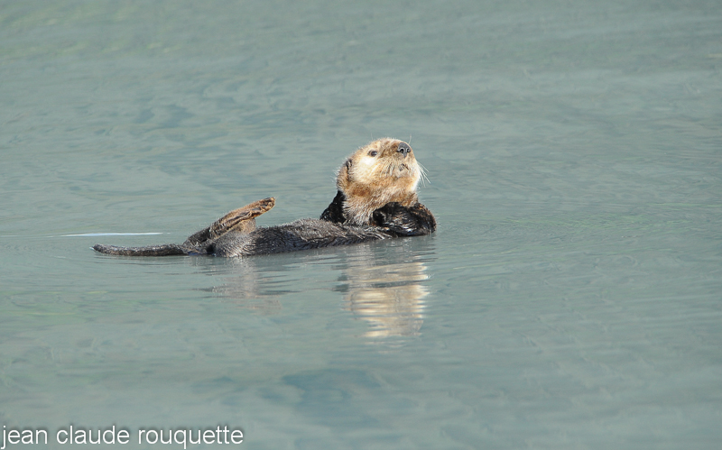 Sea otter - Kenai fjord (Alaska 2010)