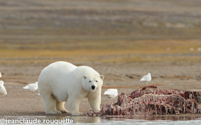 Pregnant female and beluga's carcass - North Canada 2012