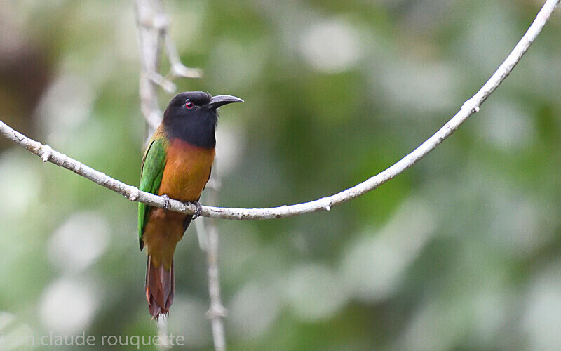 Black-headed bee-eater - Odzala National Park (République du Congo (2019)
