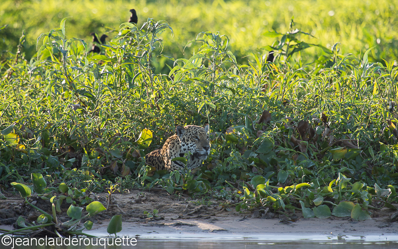 Jaguar - Pantanal Brazil 2015