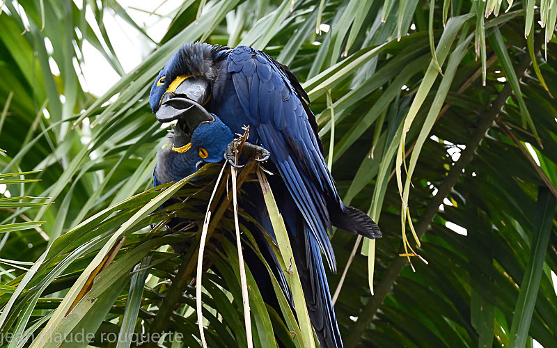  - Pantanal 2018 Porto Jofré