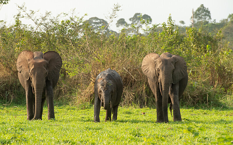  - Loango national park (Gabon 2024)