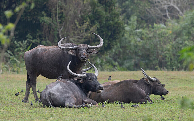 Buffaloes - Kaziranga National Park Noth East India 2025