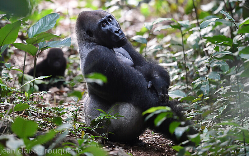  - Odzala National Park (République du Congo (2019)