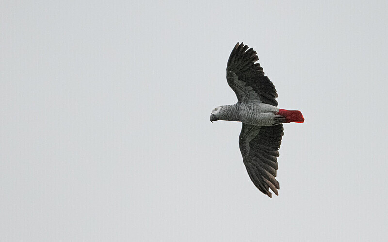 Grey parrot - Loango national park (Gabon 2024)