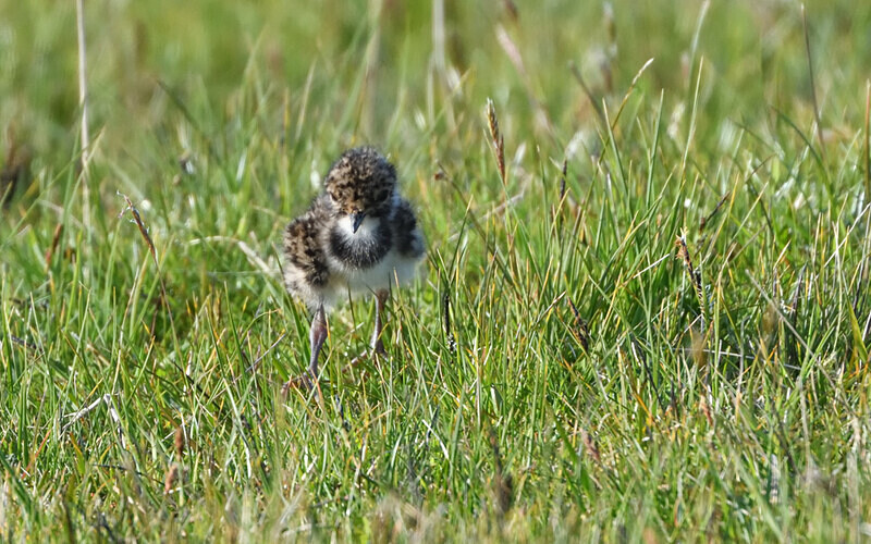 Poussin Vanneau Huppé - Shetlands and Cairngorn national park (Scotland)