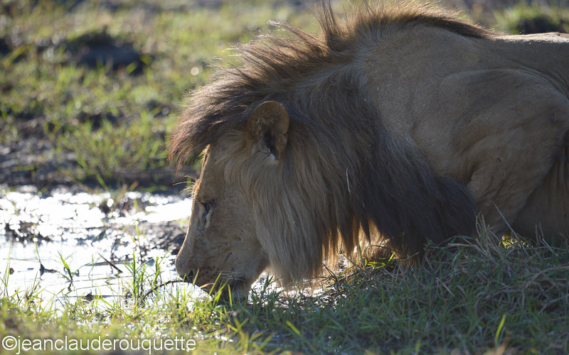  - Kafue N.P. (Zambia2014)