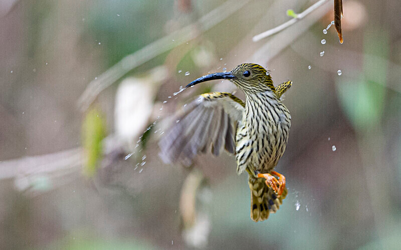 Streaked spider hunter - Latpanchar
